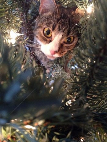 光节日灯假日可爱的分支机构小猫圣诞节猫分支圣诞节树卡