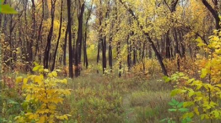 黄色树叶森林视频