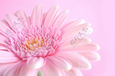 粉红花朵背景边框图片