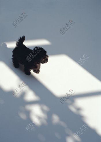 黑色狗狗图片