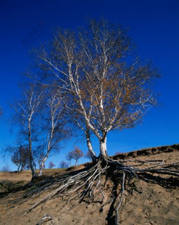 干枯的树木图片