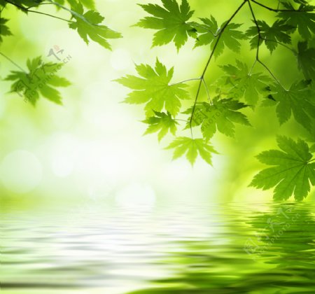 绿叶下的绿色水面图片