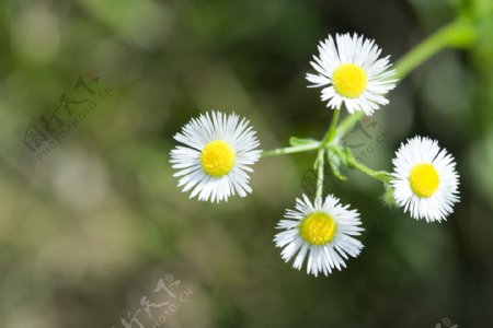 白色花朵摄影图片