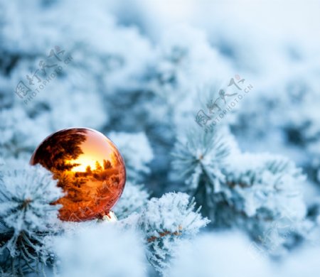 冬天树木与圆球图片