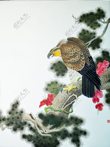 国画松树上的老鹰图片