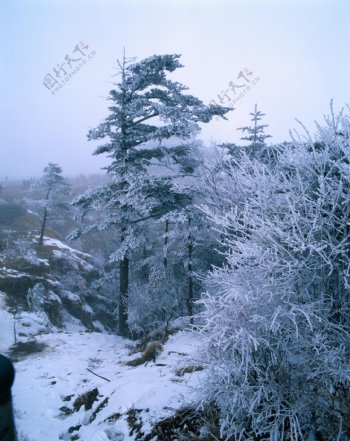 白雪覆盖的山林高清风景图片图片