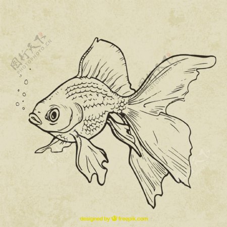 素描手绘一条金鱼