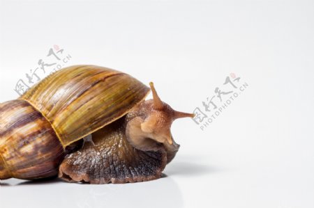 一只大蜗牛图片