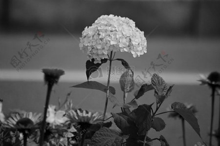 自然黑色和白色花卉植物植物花园八仙花绽放