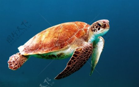 海自然松弛缺水蓝色体育深干净水下龟野生动物礁鱼
