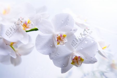 带水珠的白色花朵图片