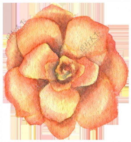 手绘彩铅花卉花朵PNG