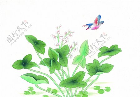 水墨植物鸟类绘画图片