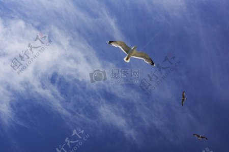飞翔的海鸥碧水蓝天相云卷云