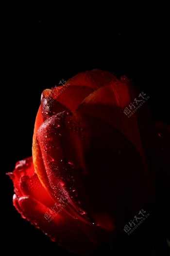 晶莹水珠的玫瑰图片