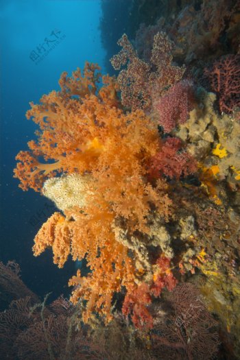 海洋生物图片