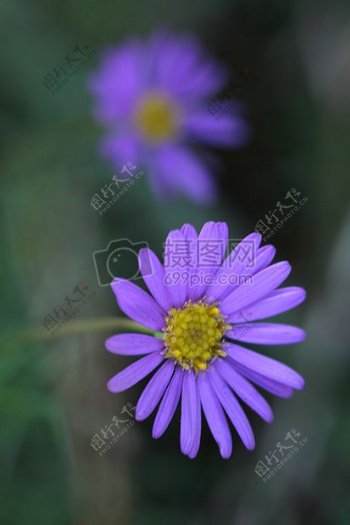 紫多瓣花的特写摄影