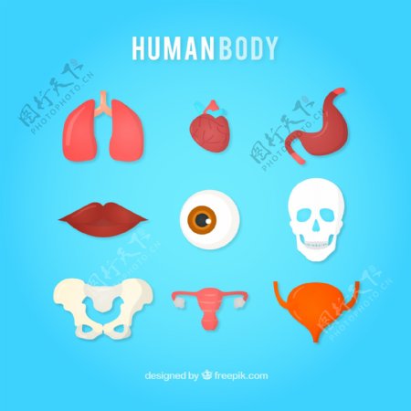 人体器官图标