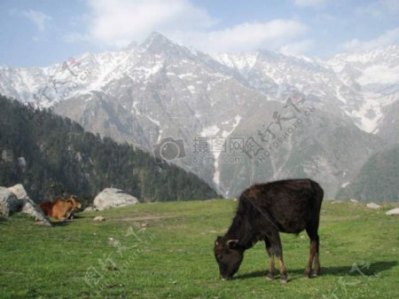 2喜马拉雅山的山顶上牛放松