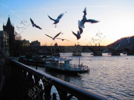 查理大桥与不安的海鸥