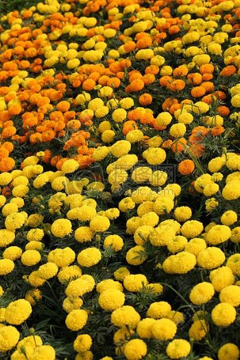 花丛中的黄色花朵