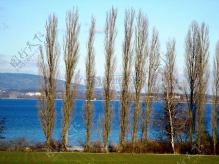 湖水边的树木