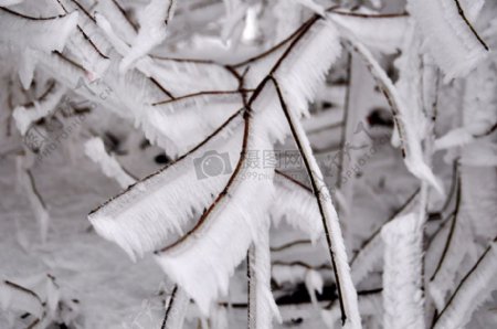 挂满冰霜的树枝
