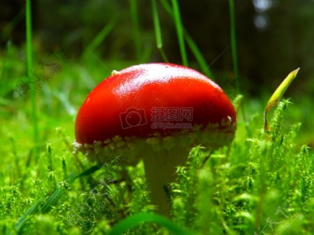 鲜艳的红蘑菇