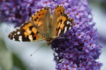 紫色花朵上的蝴蝶