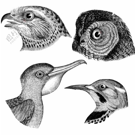 素描四种不同类型的鸟头老鹰猫头鹰