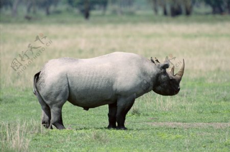 非洲野生动物犀牛图片