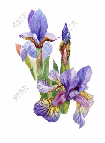 紫色蝴蝶兰花园植物花朵水彩手绘矢量文件