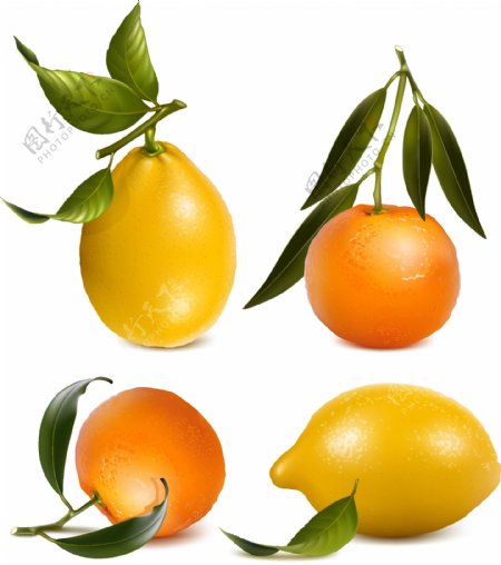 4款新鲜橙子和柠檬矢量