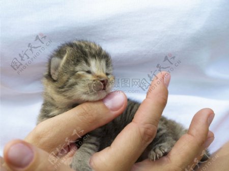 手心里的猫仔