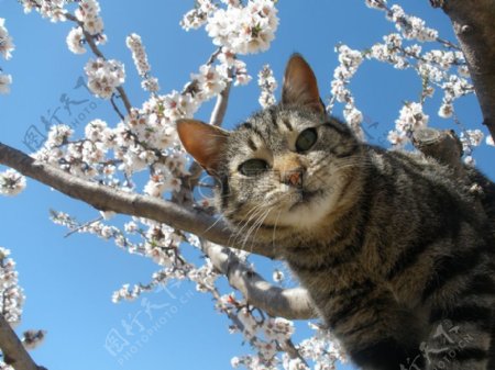 花枝旁的花猫