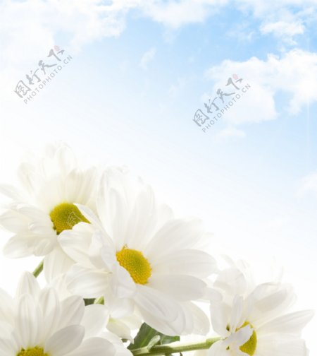 白色花强化写真衣柜玻璃移门图片
