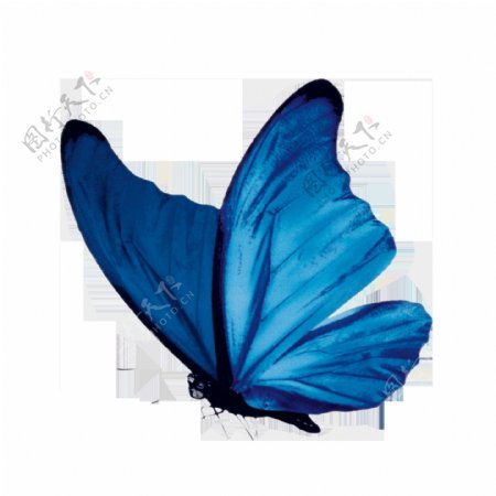 唯美蓝色蝴蝶静态素材