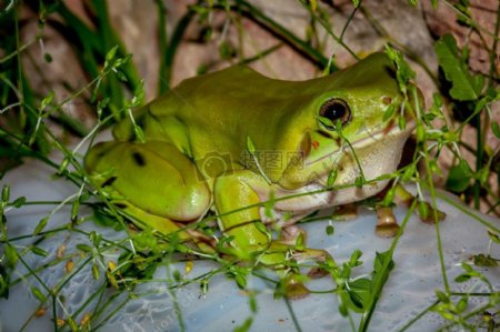 隐藏在草丛中的绿树蛙