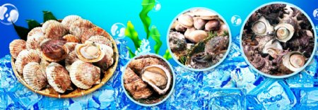 水产品海底贝类