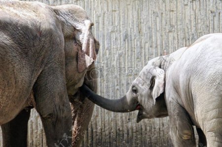 大象妈妈和它的小孩
