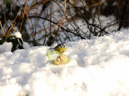 雪地里的小鸟