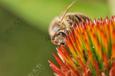 正在采花蜜的蜜蜂