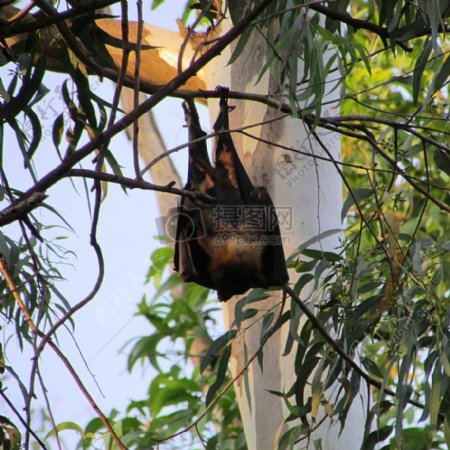 倒挂树枝的蝙蝠