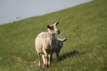 草地上的小羊们