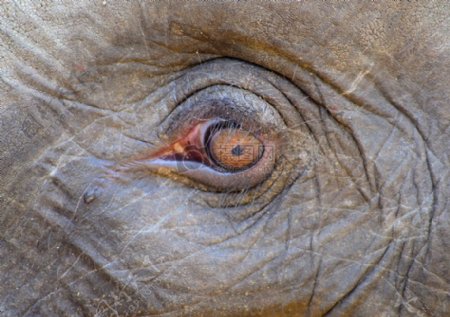 大象的眼睫毛
