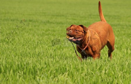 草地上玩得开心的狗