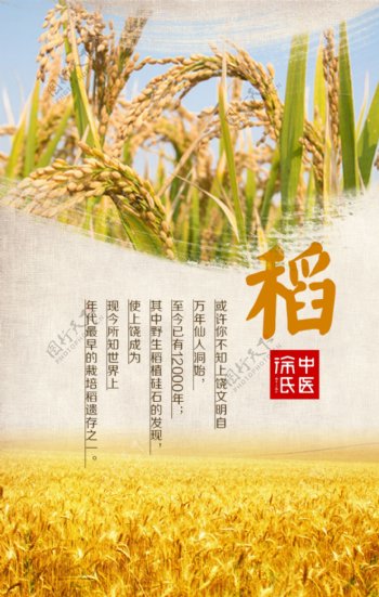 中国风金黄色的麦田