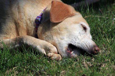 躺在草地的狗