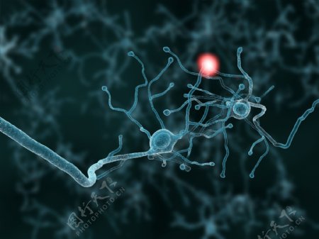 连接的神经元图片