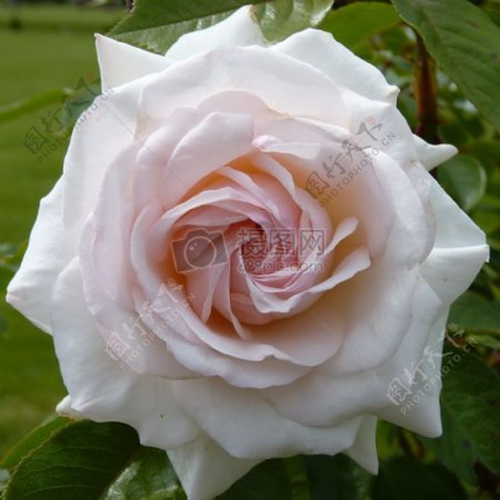 白玫瑰的花